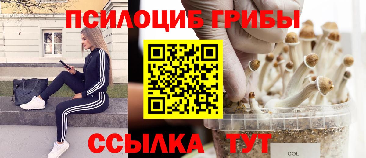Псилоцибиновые грибы Psilocybine cubensis Светлоград